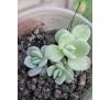 Ехеверія елеганс (Echeveria elegans)